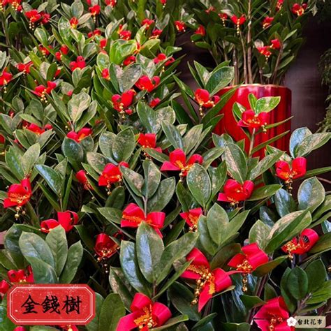 招財花|9種「招財花」，再窮也要養一盆，小日子很舒心